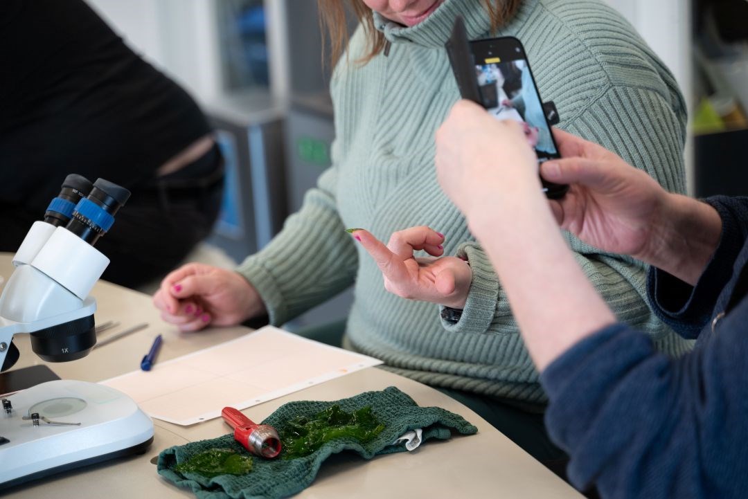 Undervisning i forsøg med tang